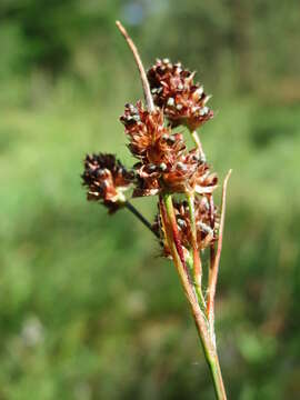 Image of common woodrush