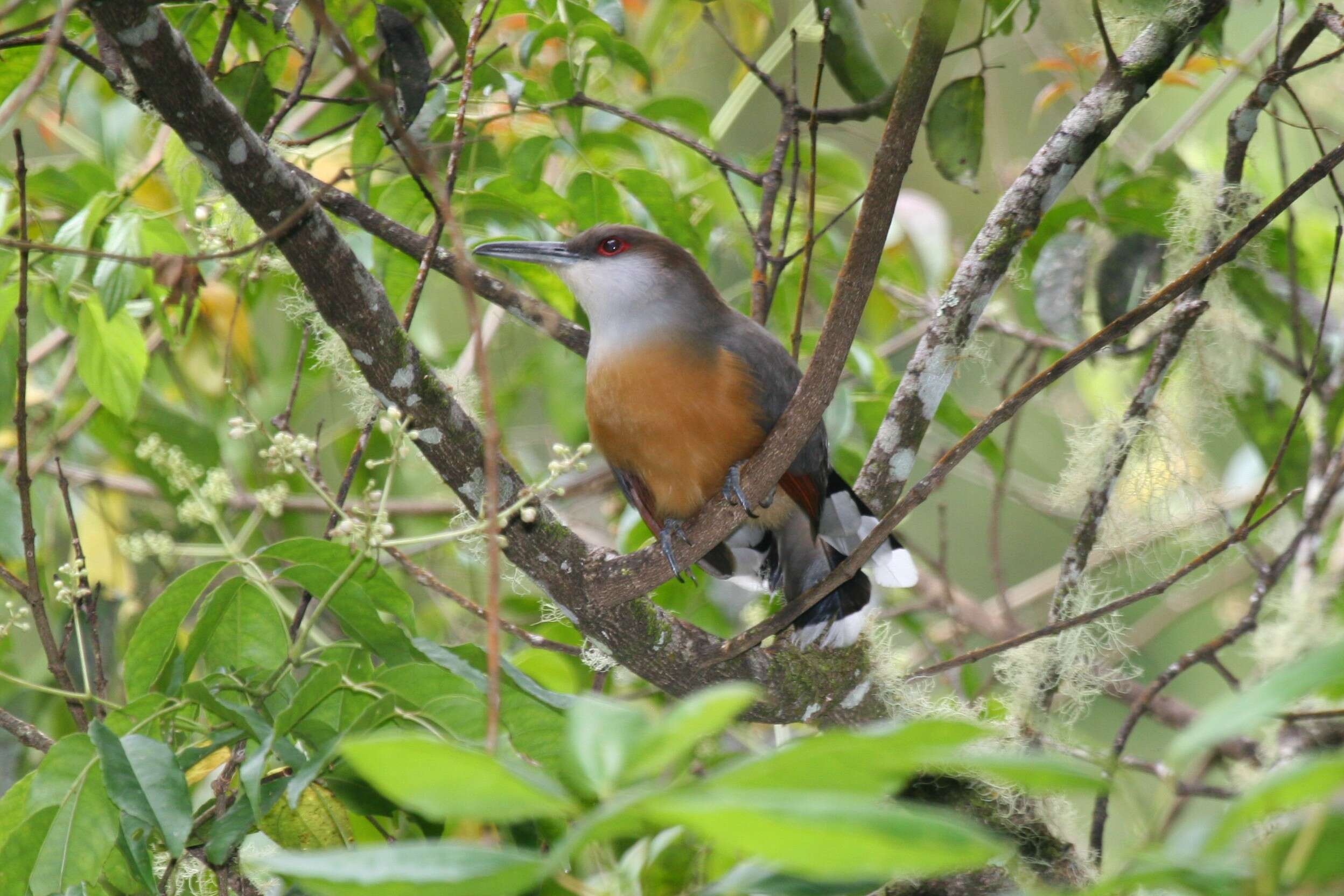 Image of Jamaican Lizard Cuckoo