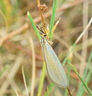 Image de Myrmecaelurus