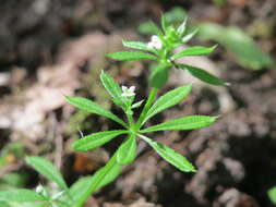 Plancia ëd Galium aparine L.