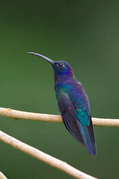 Image of Violet Sabrewing