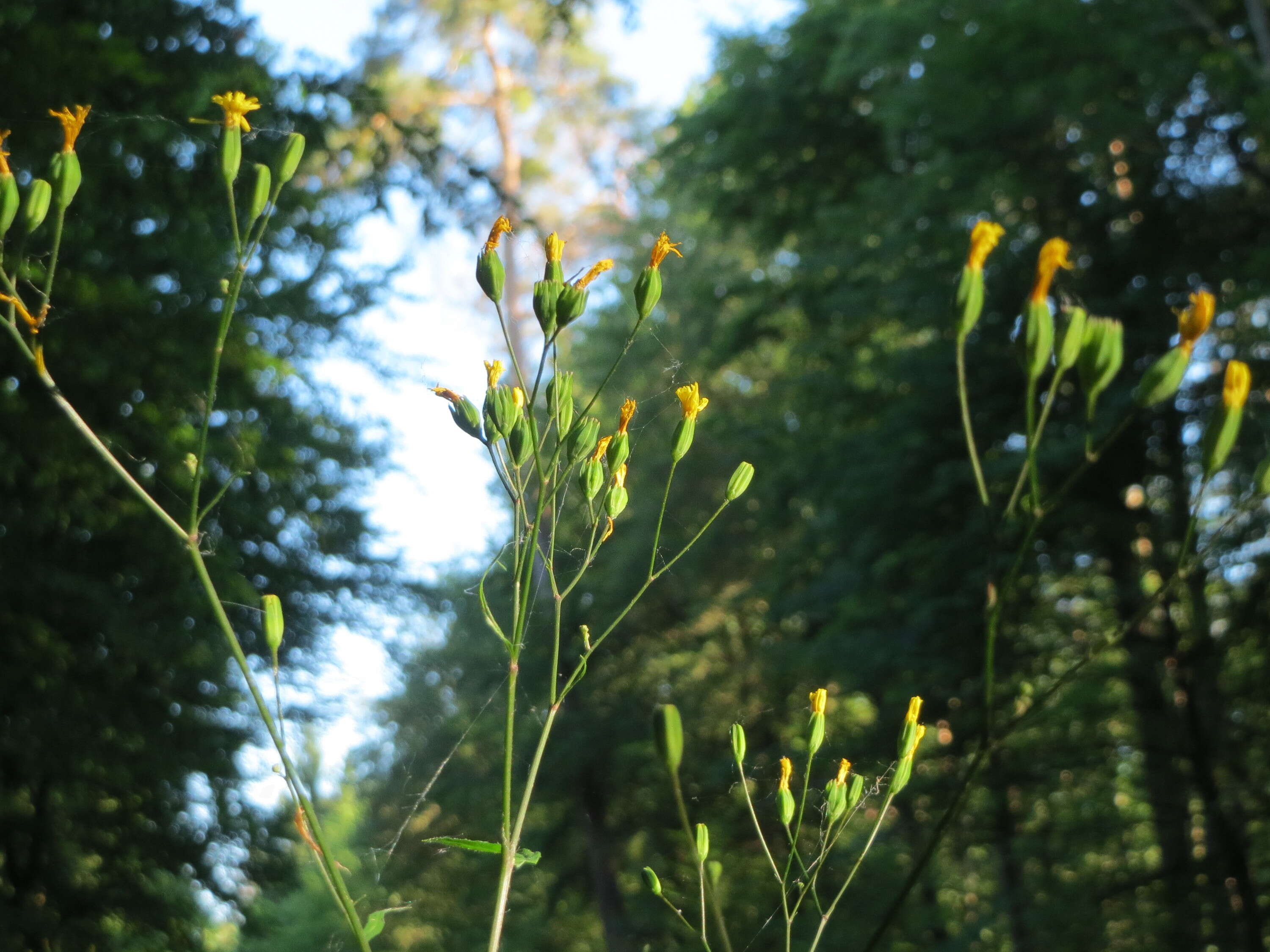 Image of nipplewort