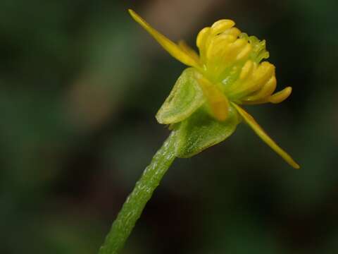 Ranunculus plebeius R. Br. ex DC.的圖片