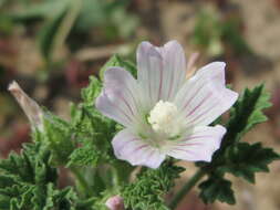 Image of common mallow