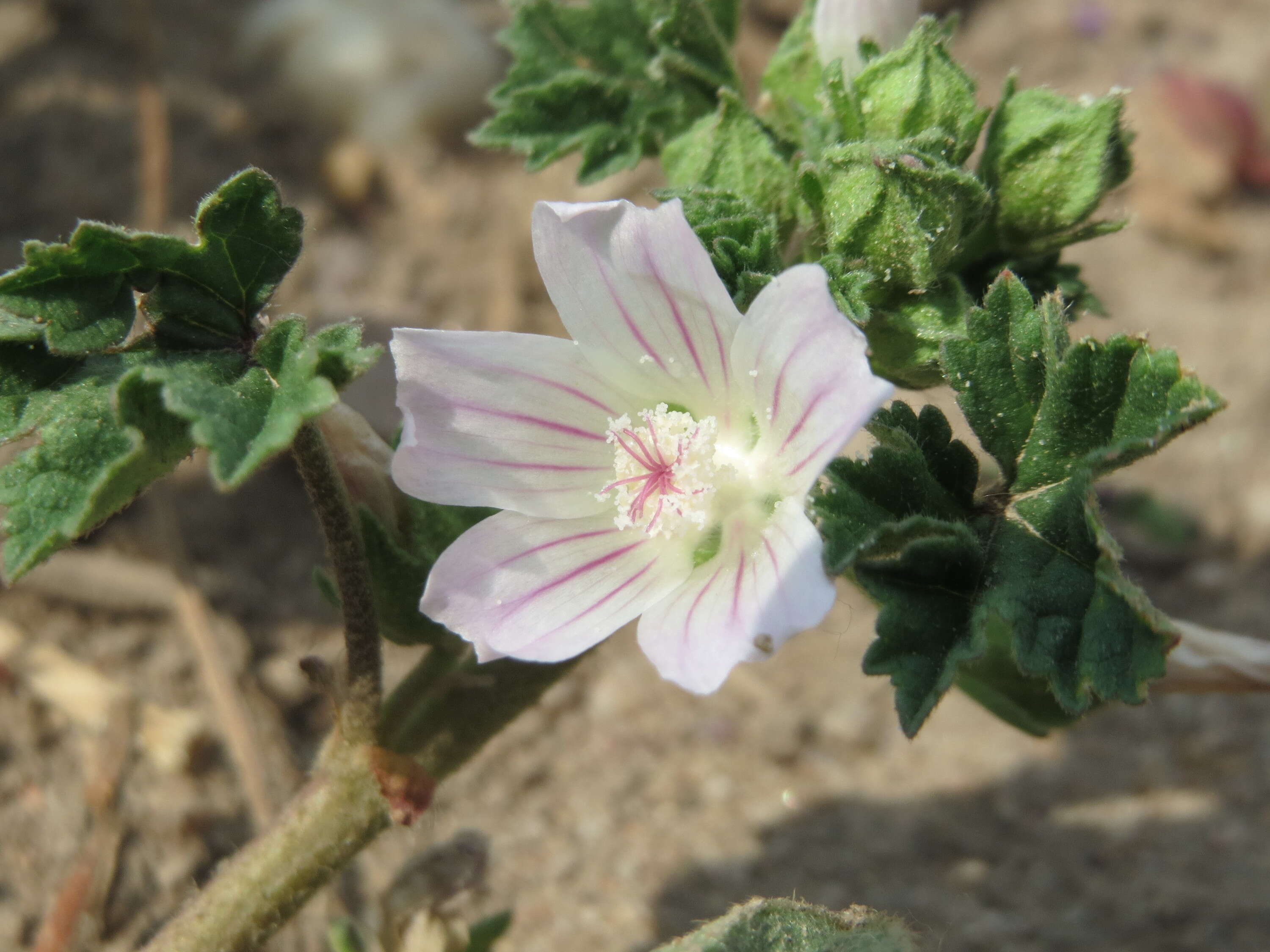 Image of common mallow