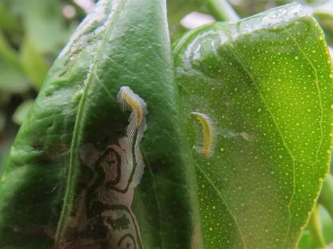 Image of Citrus leafminer