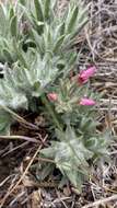 Image of Yreka phlox