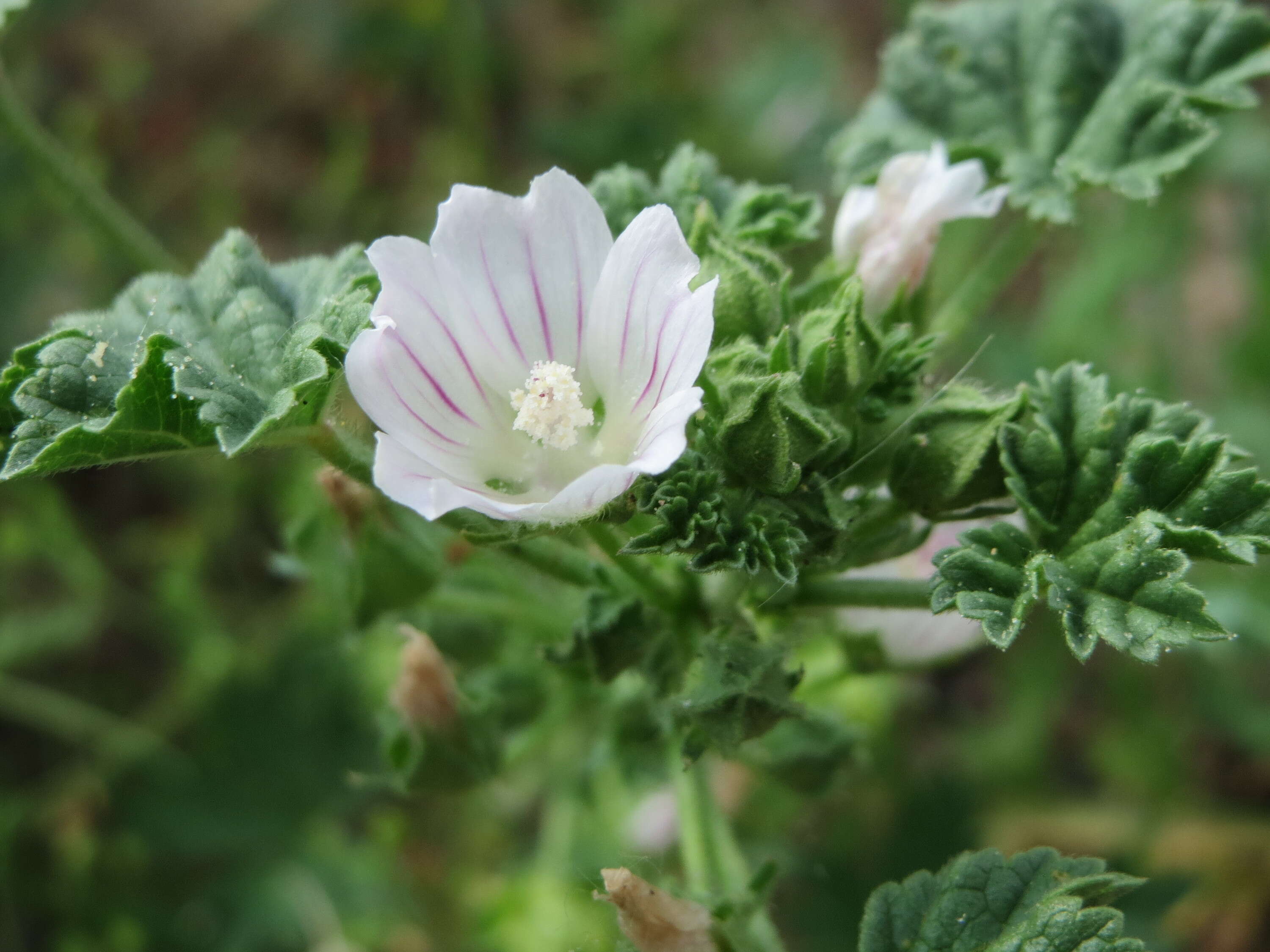 Image of common mallow