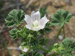 Image of common mallow