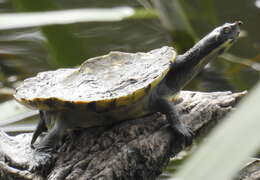 Image of Murray River Turtle