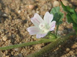 Image of common mallow