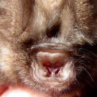 Image of Cape Leaf-nosed bat