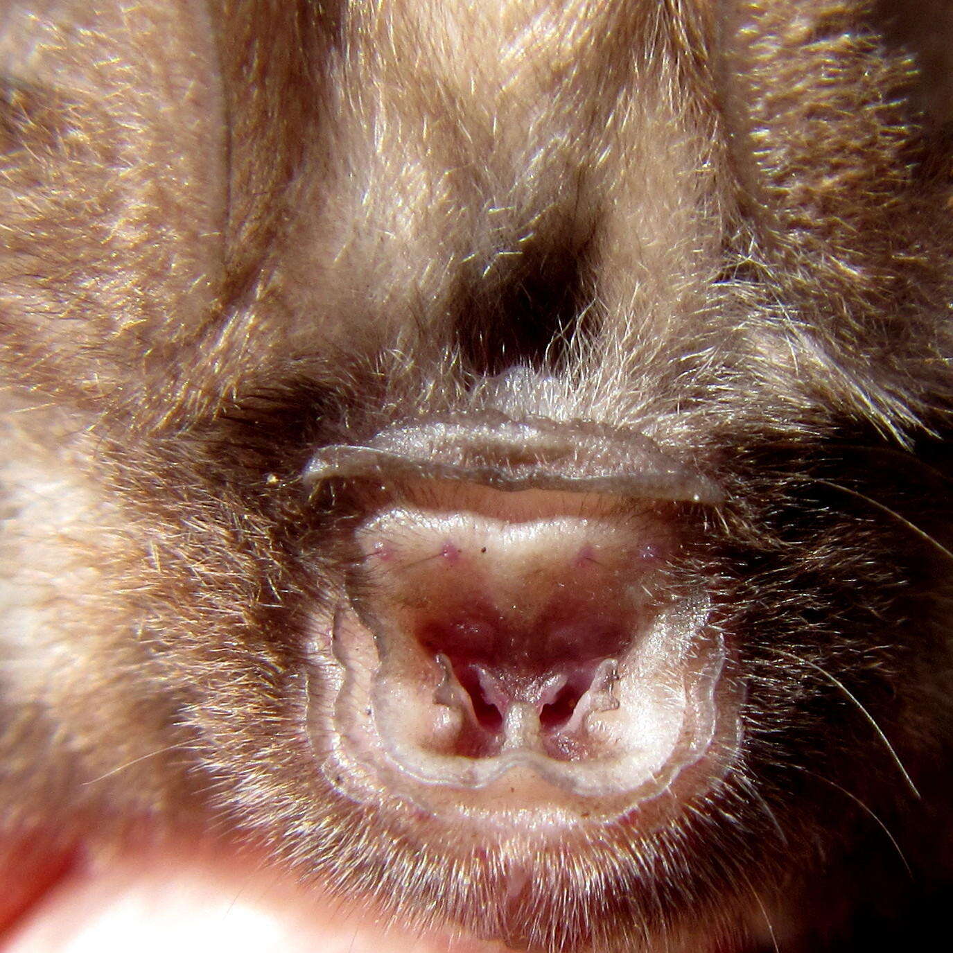 Image de Hipposideros caffer (Sundevall 1846)