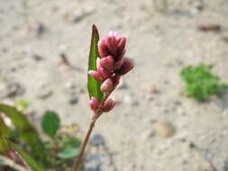 Image of Dock-Leaf Smartweed