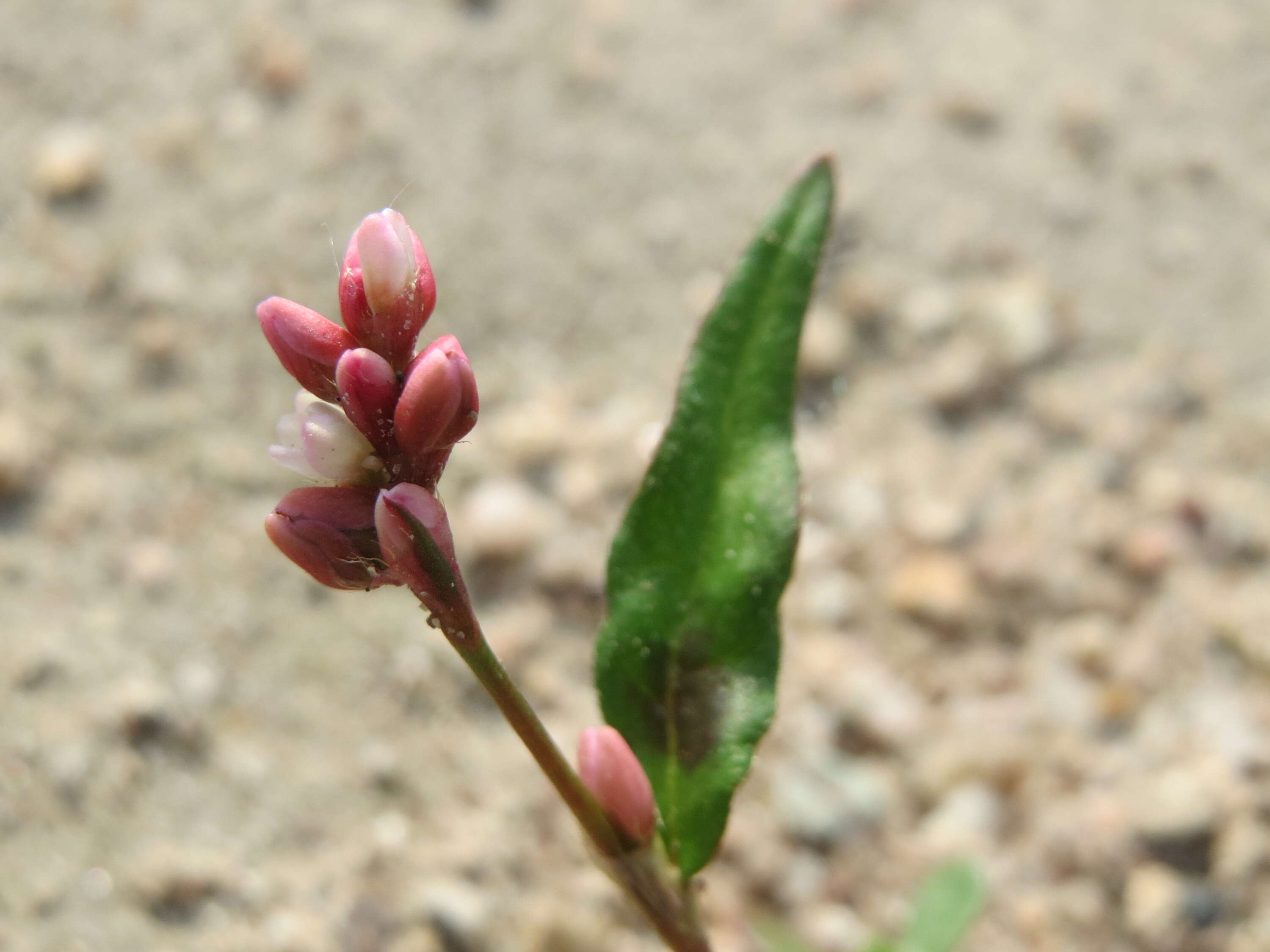 Image of Dock-Leaf Smartweed