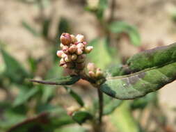 Image of Dock-Leaf Smartweed