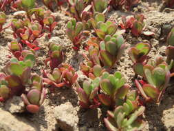 Image of common purslane