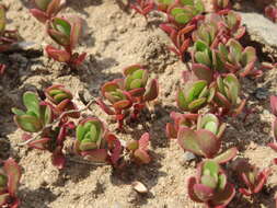 Image of common purslane