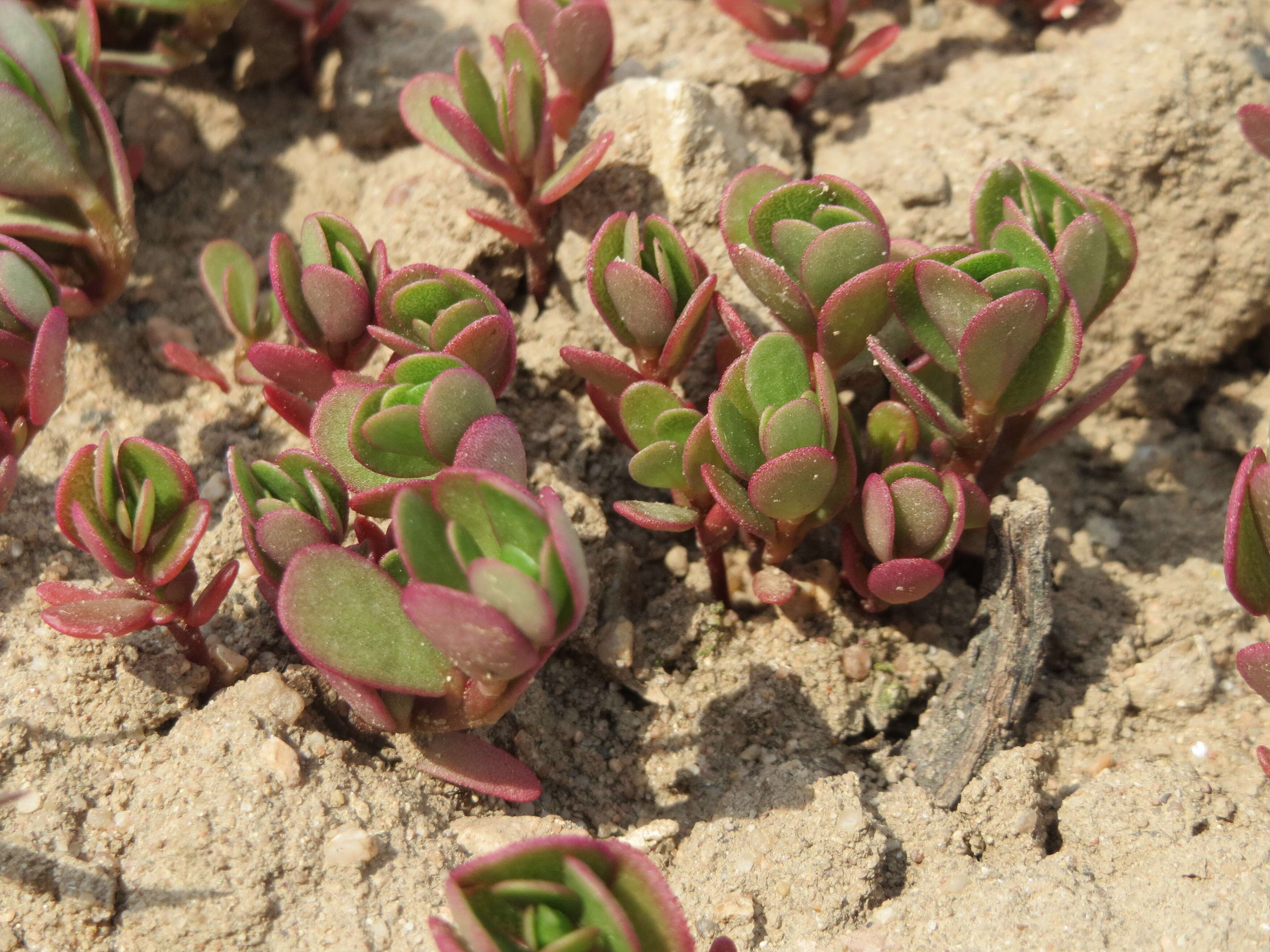 Image of common purslane