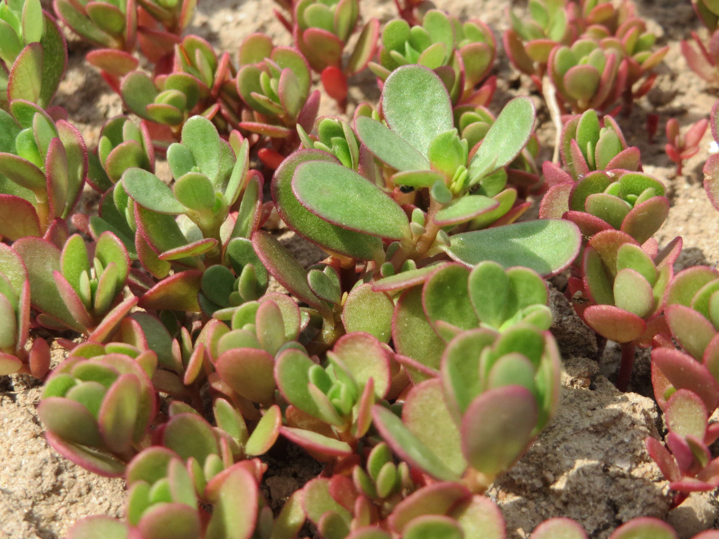 Image of common purslane