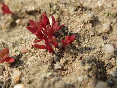 Image of common purslane