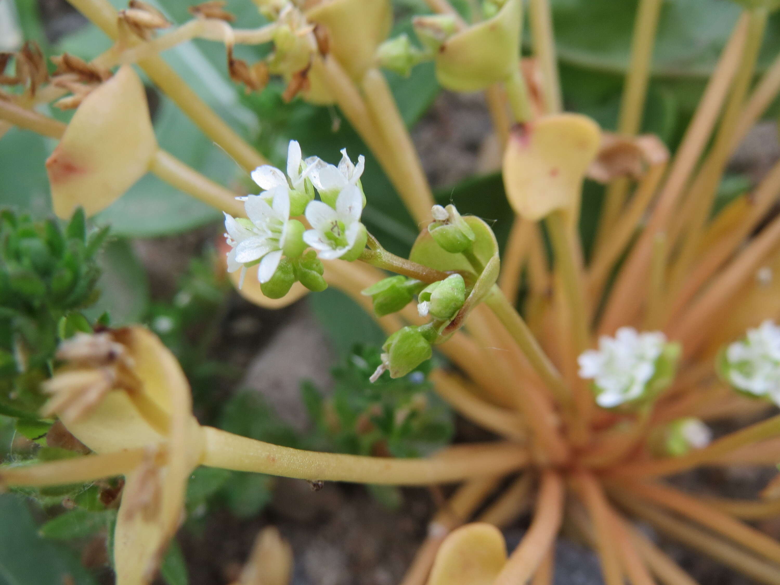 Image of Indian lettuce