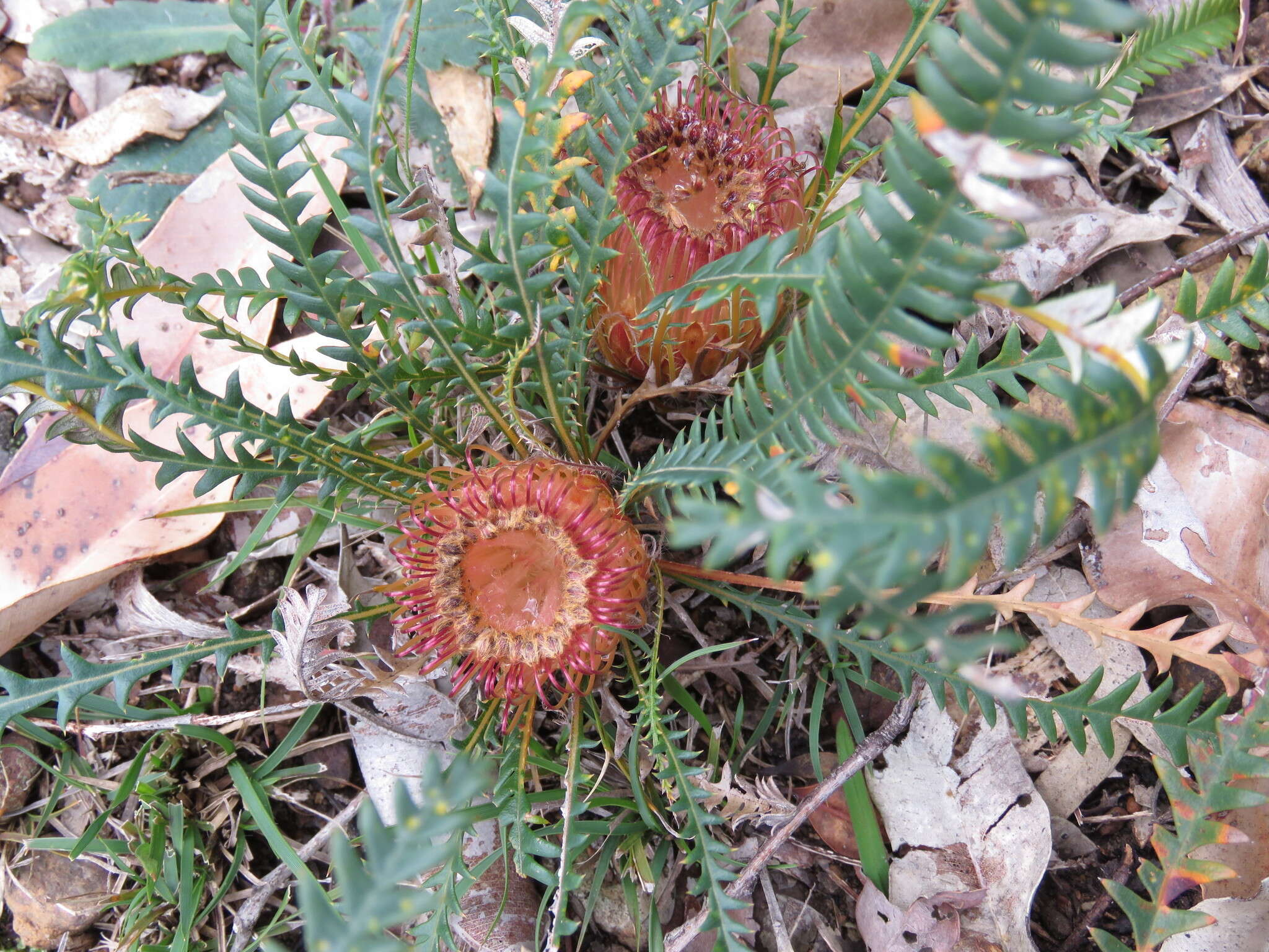 Image of Banksia dallanneyi A. R. Mast & K. R. Thiele