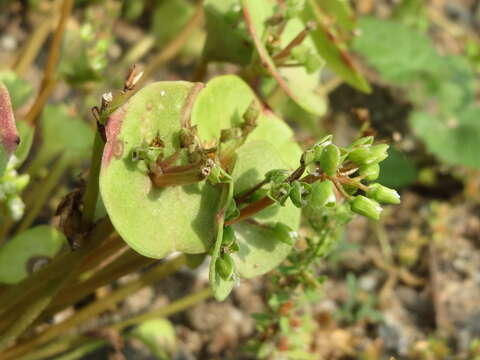 Image of Indian lettuce