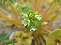 Image of Indian lettuce