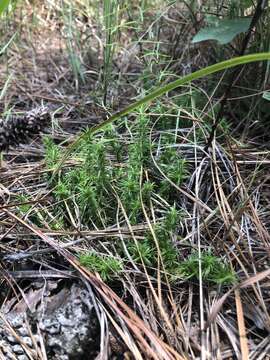 Image of Texas trailing phlox