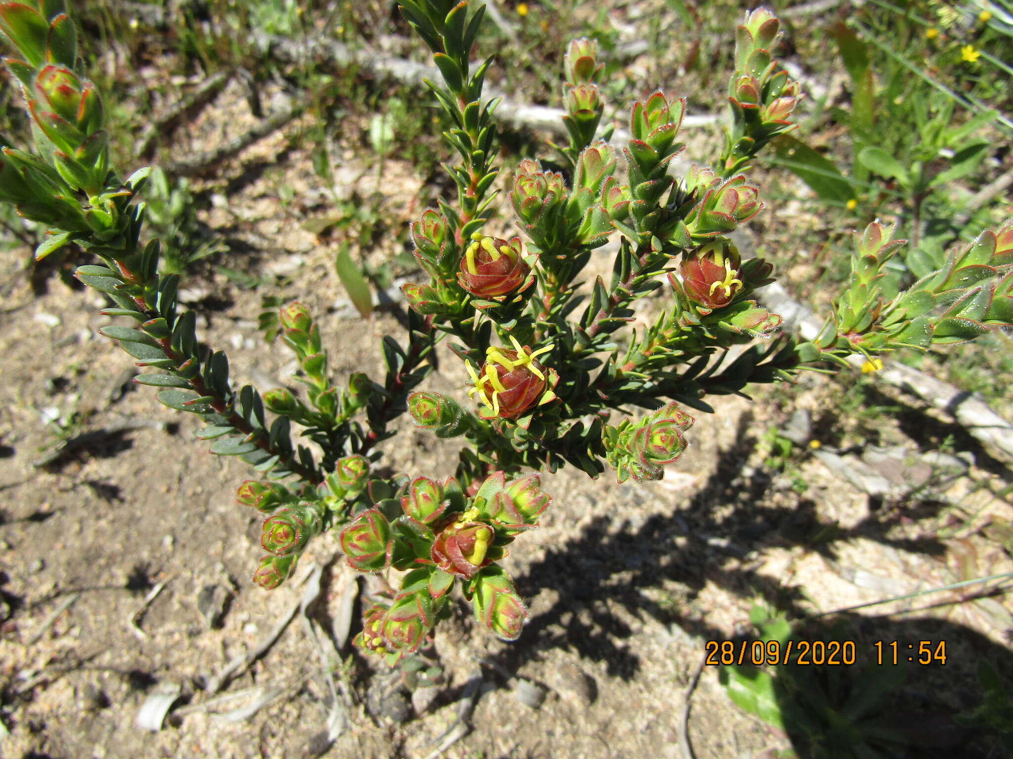 Image of Leucadendron thymifolium (Salisb. ex Knight) I. J. M. Williams