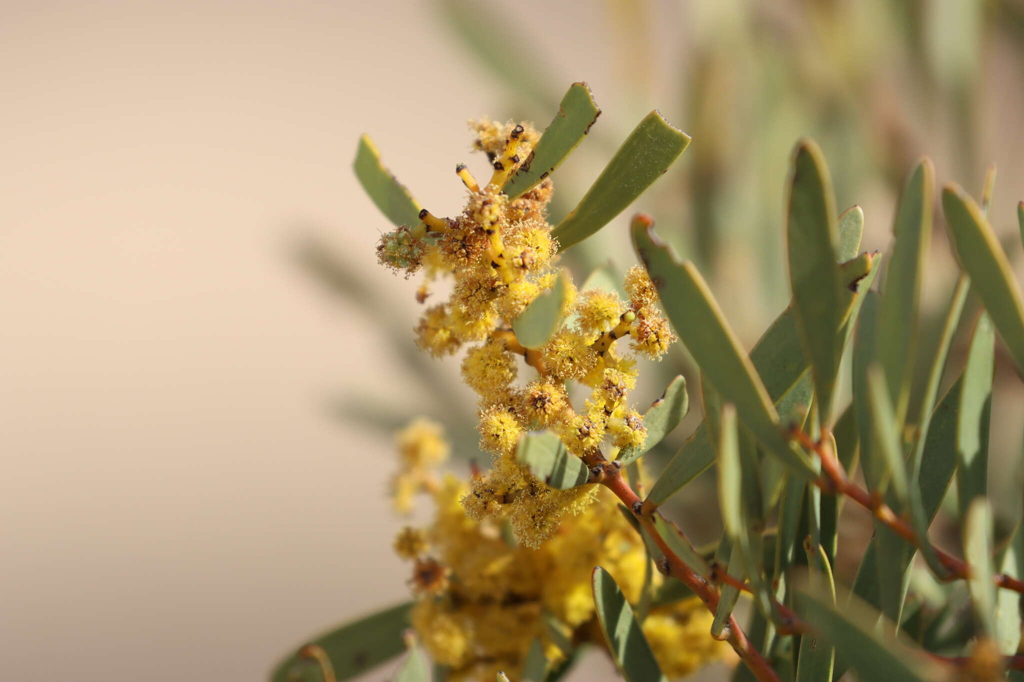 Image of Acacia hakeoides A. Cunn. ex Benth.