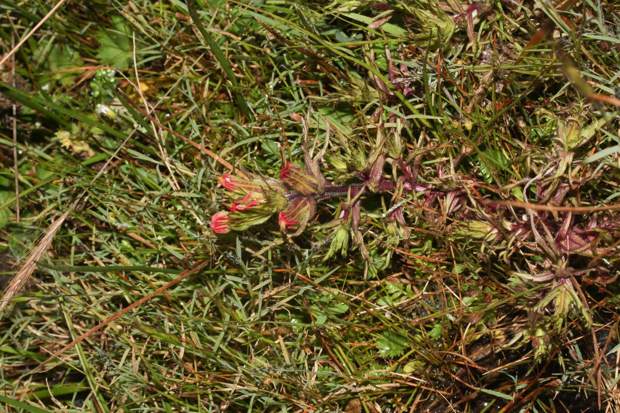 Image of Castilleja pumila (Benth.) Weddell