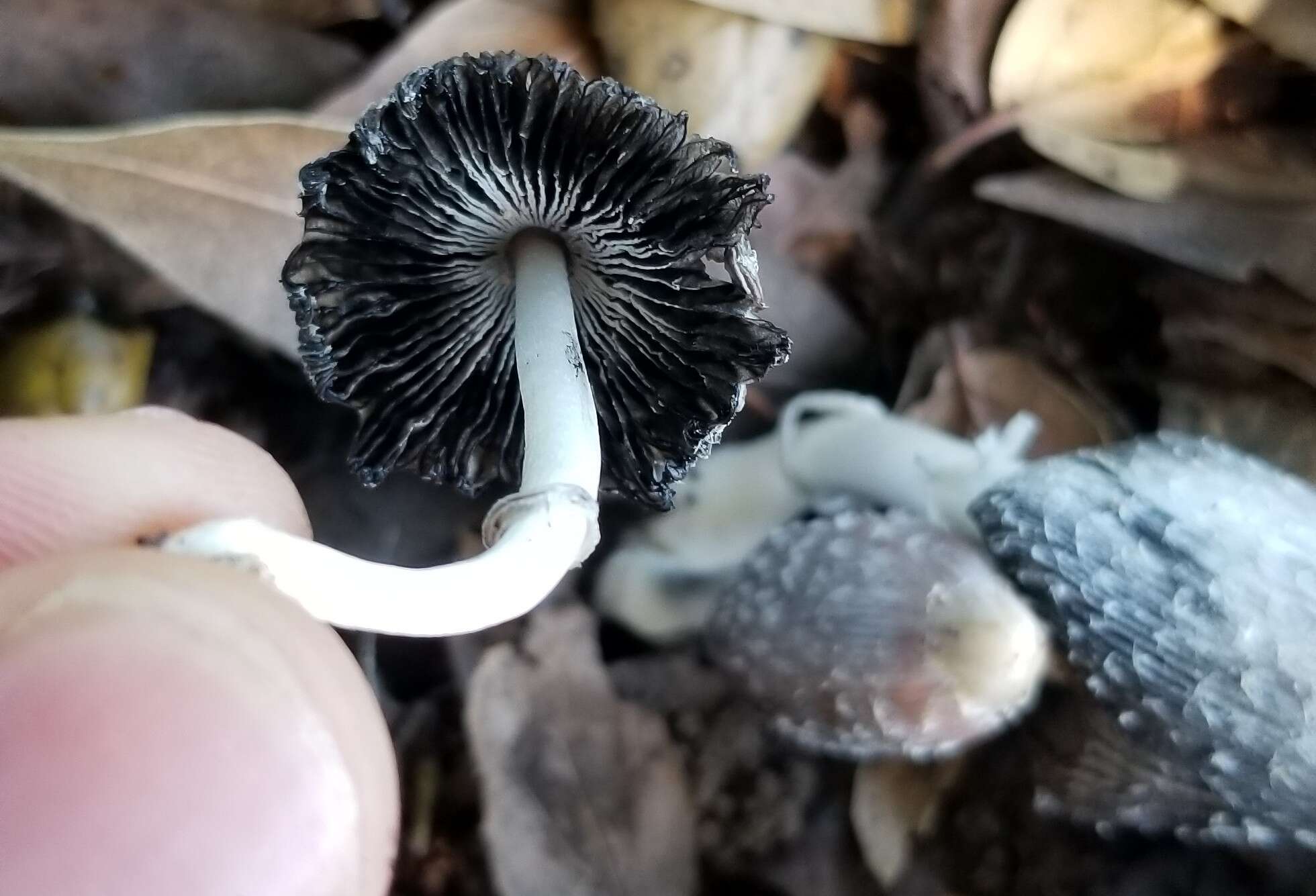 Image of Coprinus spadiceisporus Bogart 1976