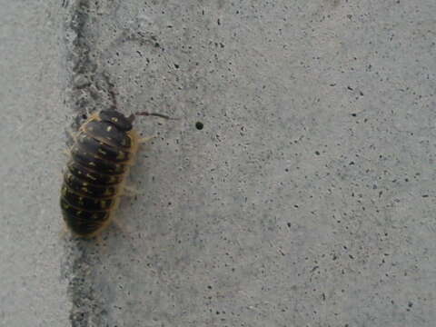 Image of Armadillidium versicolor Stein 1859