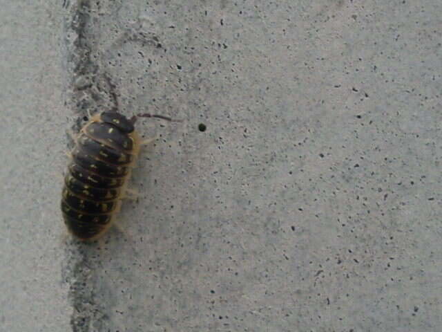 Armadillidium versicolor Stein 1859 resmi