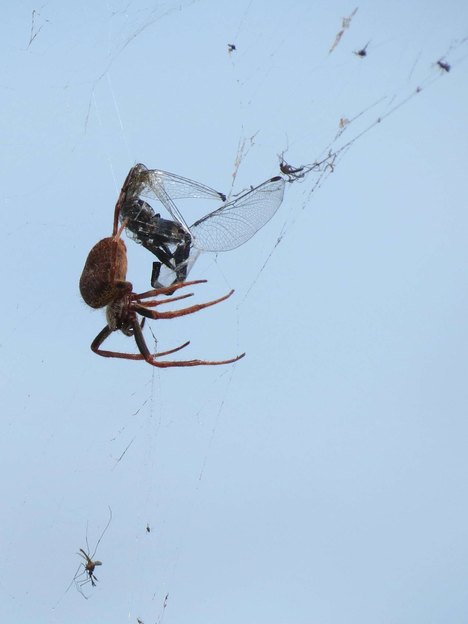 Image of Tropical Orb Weaver