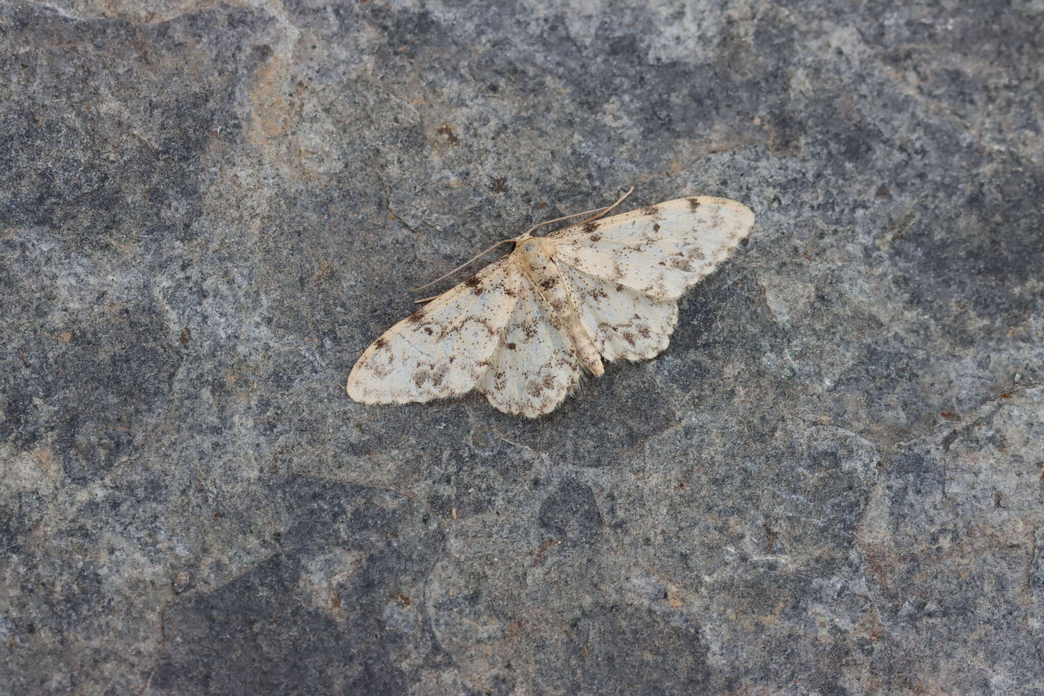 Image de Idaea contiguaria Hübner 1798