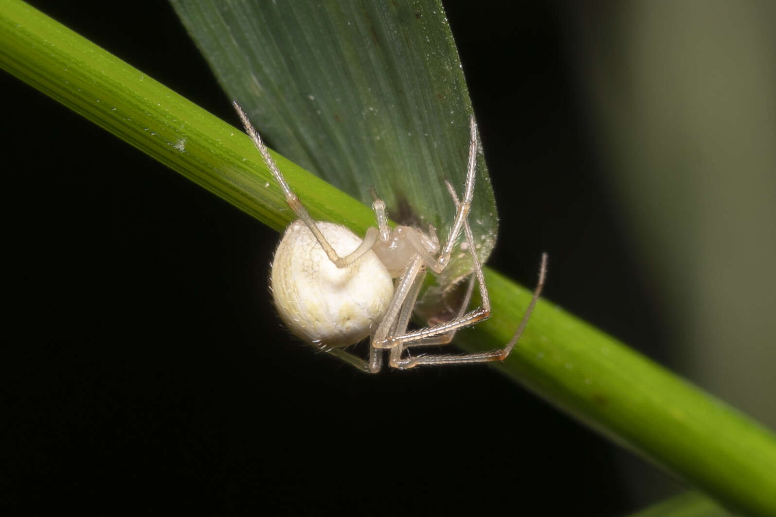 Image of Heterotheridion nigrovariegatum (Simon 1873)