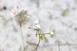 Image of Stylidium rigidulum Sond.