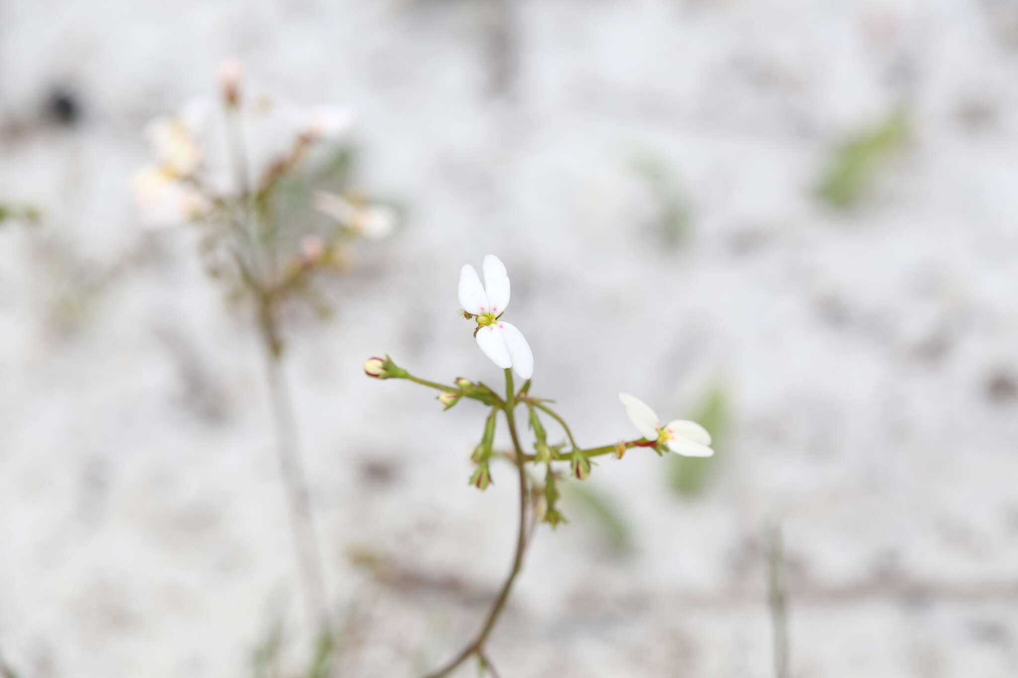 Image of Stylidium rigidulum Sond.