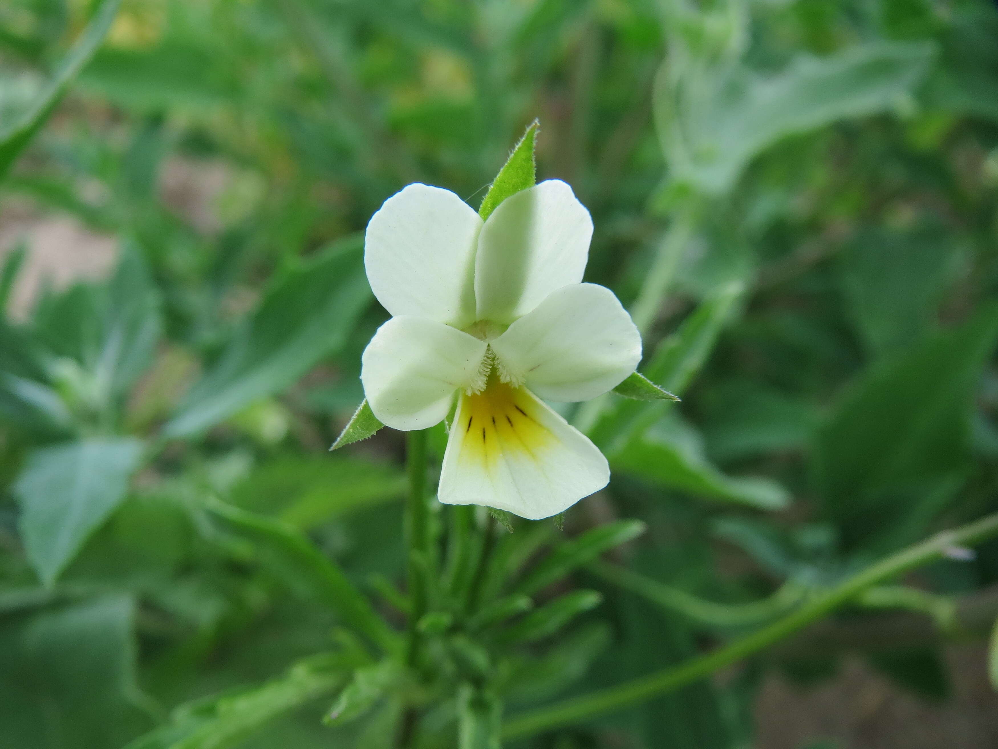 Слика од Viola arvensis Murray