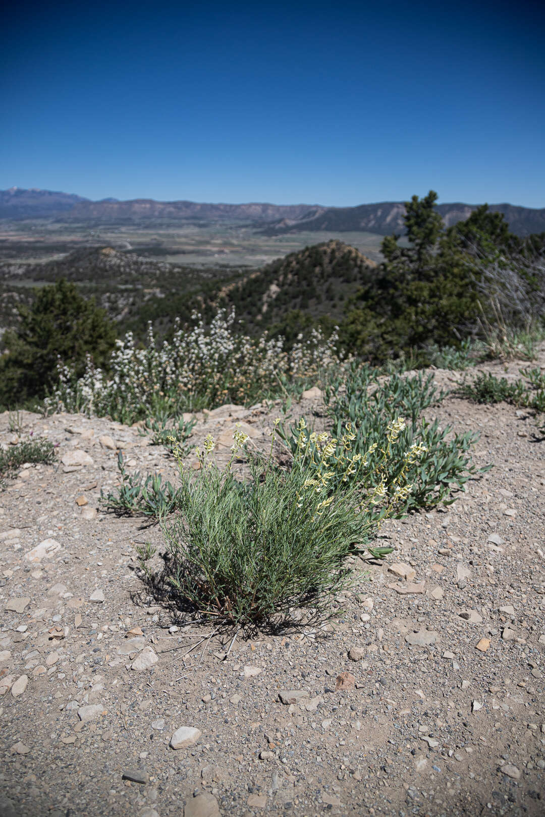 Sivun Astragalus lonchocarpus Torr. kuva