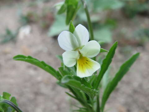 Слика од Viola arvensis Murray