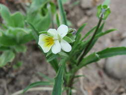 Слика од Viola arvensis Murray