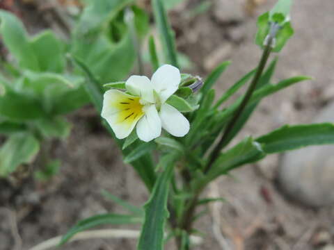 Слика од Viola arvensis Murray