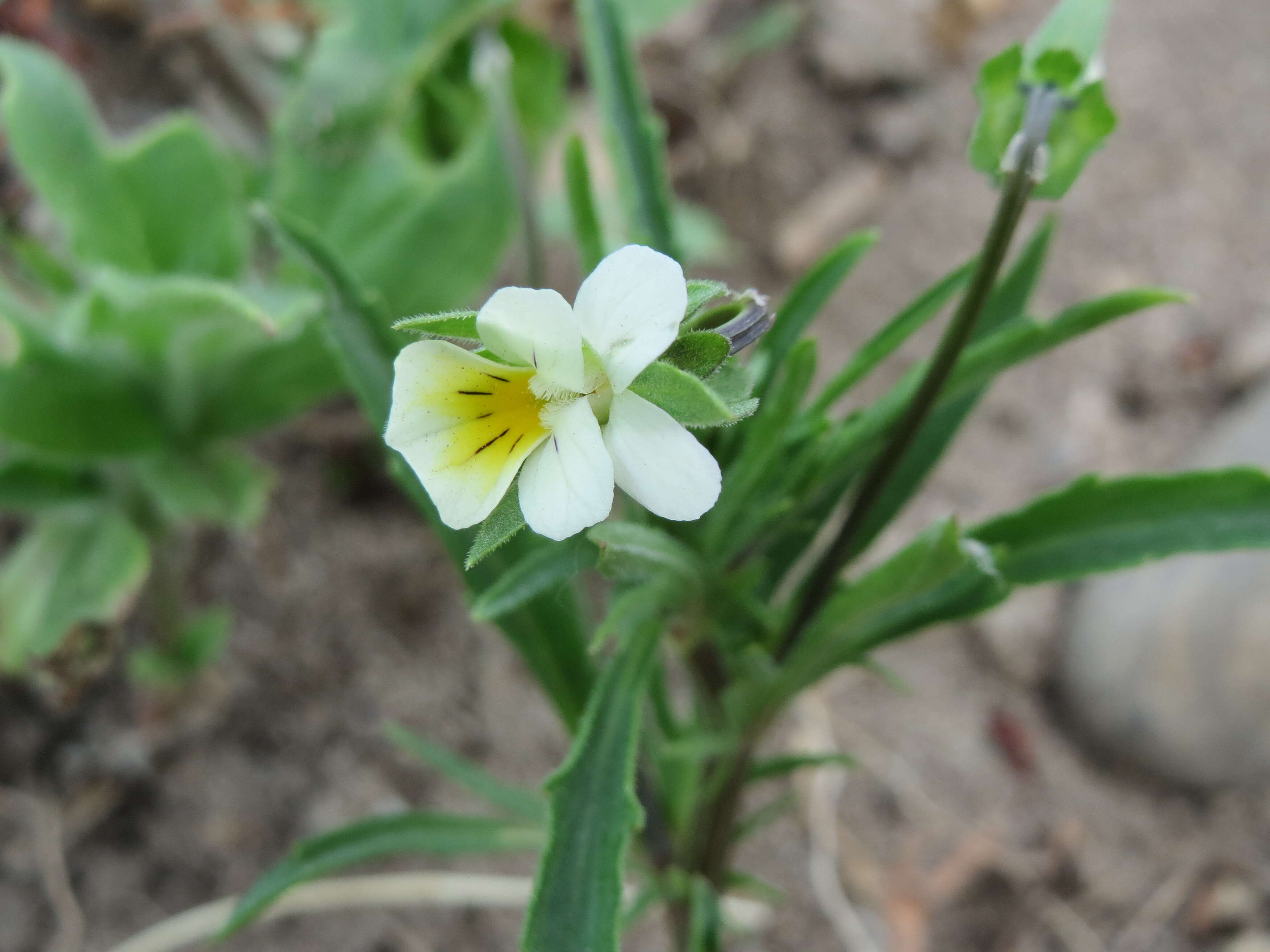 Слика од Viola arvensis Murray