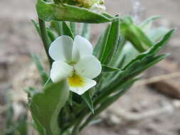 Слика од Viola arvensis Murray