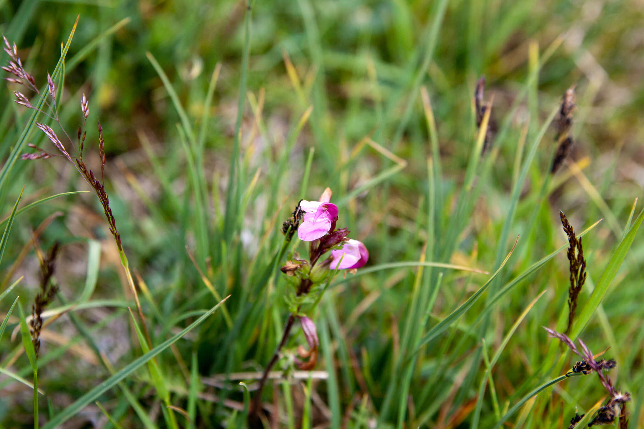 Image de Pedicularis nordmanniana Bunge