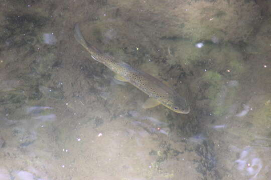 Image of Brown Trout